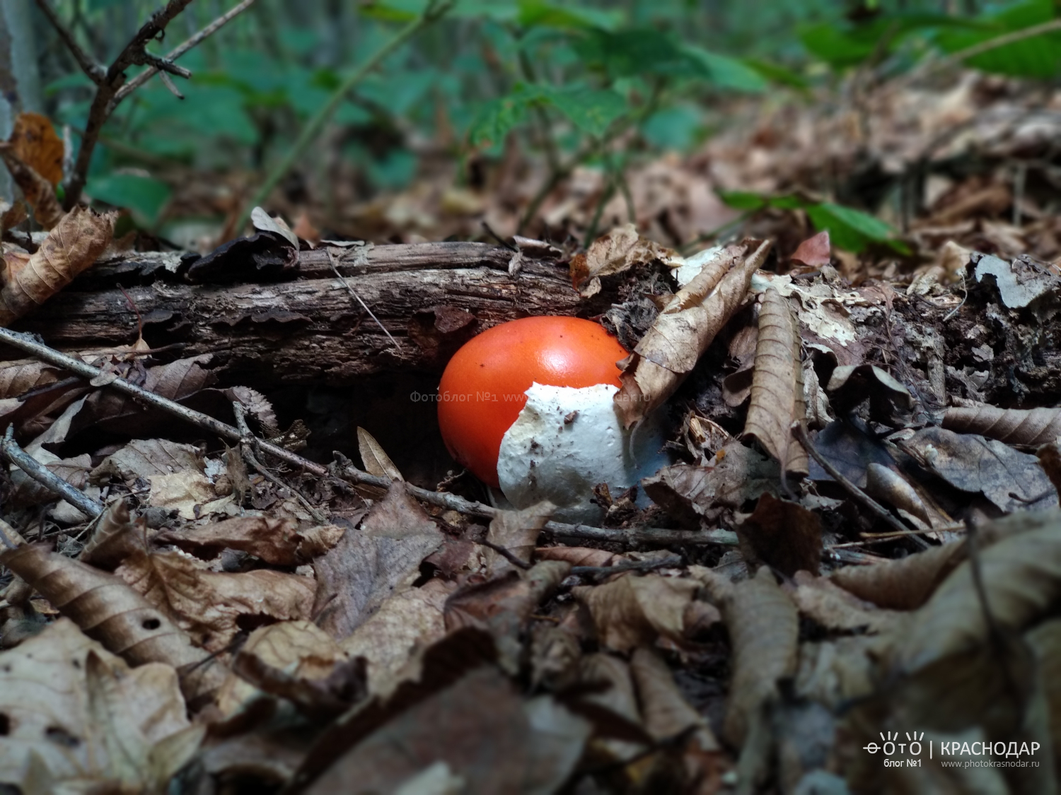 Прогулка по лесу и грибы